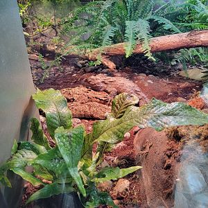 Toledo - Reptile House, Tuatara