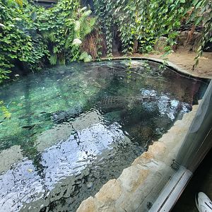 Toledo - Reptile House, Saltwater crocodile