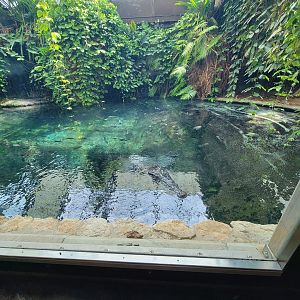 Toledo - Reptile House, Saltwater crocodile