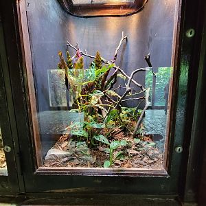 Toledo - Reptile House, Green tree skink