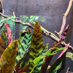Toledo - Reptile House, Green tree skink