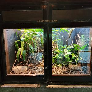 Toledo - Reptile House, Jackson's chameleon