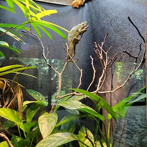 Toledo - Reptile House, Jackson's chameleon
