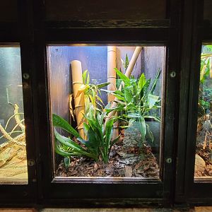 Toledo - Reptile House, Madagascar day gecko