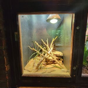 Toledo - Reptile House, Desert grasslands whiptail lizard