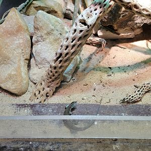 Toledo - Reptile House, Desert grasslands whiptail lizard