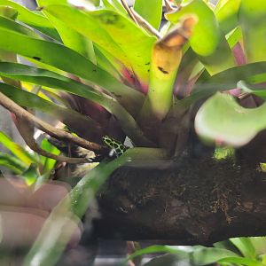 Toledo - Reptile House, Splashback poison dart frog