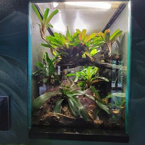 Toledo - Reptile House, Splashback poison dart frog