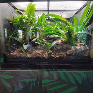 Toledo - Reptile House, Blessed poison dart frog