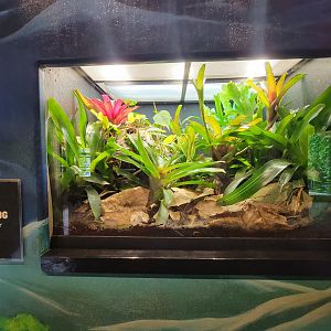 Toledo - Reptile House, Mimic poison dart frog