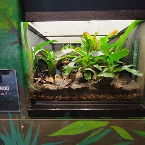 Toledo - Reptile House, Ranitomeya uakarii poison dart frog