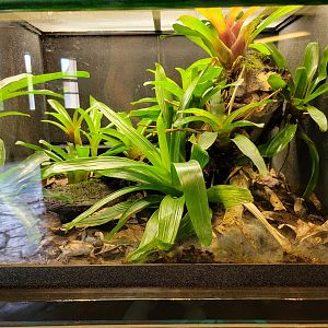 Toledo - Reptile House, Red-backed poison dart frog