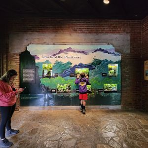 Toledo - Reptile House, Poison dart frog wall