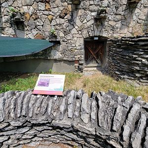 Toledo - Reptile House, Red-footed tortoise