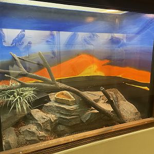 Great Plains Ratsnake Terrarium