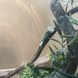 Berthold’s Monkey Lizard