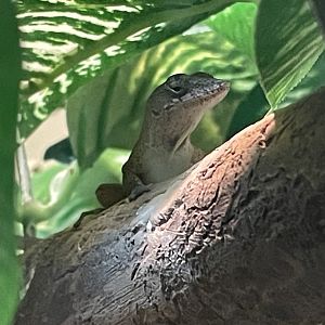 Bark Anole
