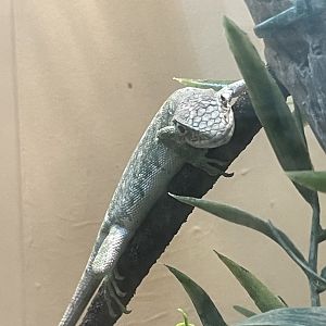 Berthold’s Monkey Lizard