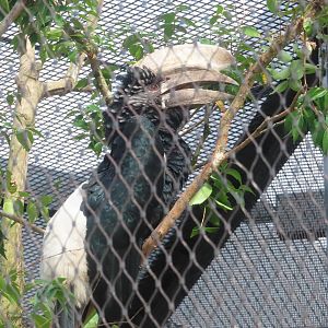 Silvery-cheeked Hornbill