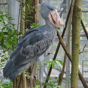 shoebill