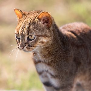 Rusty Spotted Cat / Hamerton / 25-7-23