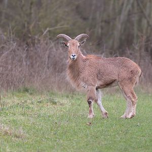 Mouflon / Watatunga / 1-4-23