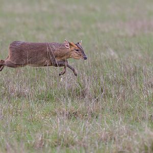 Muntjac / Watatunga / 1-4-23