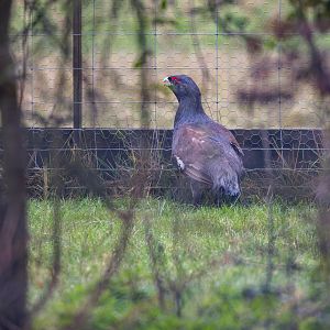 Capercaillie - Western / Watatunga / 1-4-23
