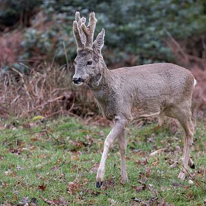 Rose Deer / Watatunga / 1-4-23