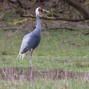 White-naped Crane / Watatunga / 1-4-23