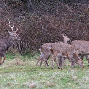 Barasingha / Watatunga / 1-4-23
