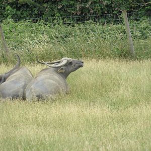 Asiatic Buffalo