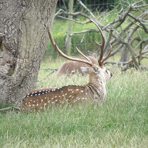 Chital