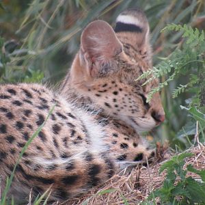 Serval