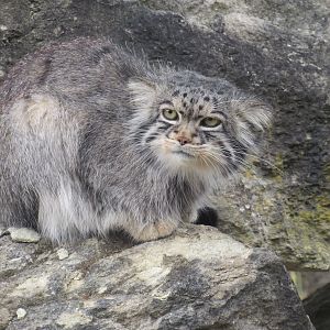 Pallas’s Cat
