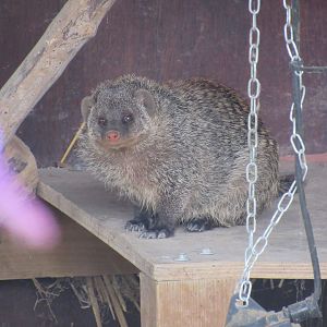 Banded Mongoose