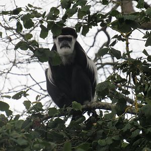 Mantled Guereza