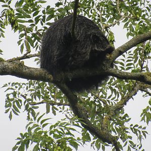 Binturong