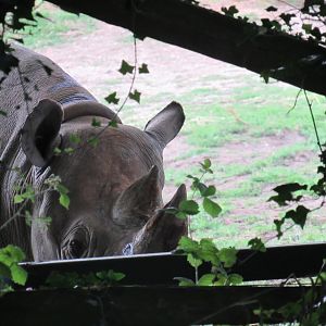 Eastern Black Rhinoceros