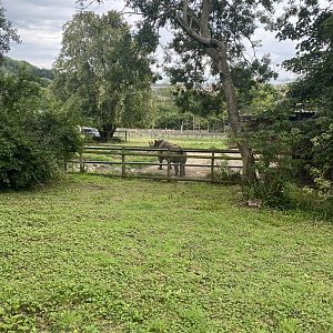 Eastern Black Rhinoceros - Rosie