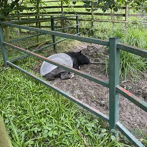 Malayan Tapir - Tengui