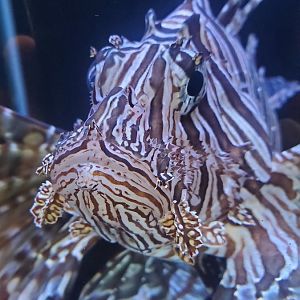 Sandoway Discovery Center (2022) - Lionfish