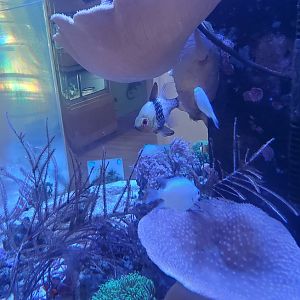 Sandoway Discovery Center (2022) - Reef fish