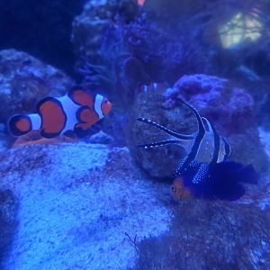Sandoway Discovery Center (2022) - Reef fish