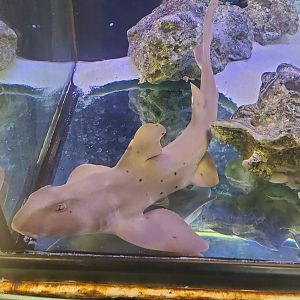 Sandoway Discovery Center (2022) - Horn Shark