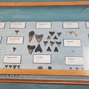 Sandoway Discovery Center (2022) - Shark teeth display