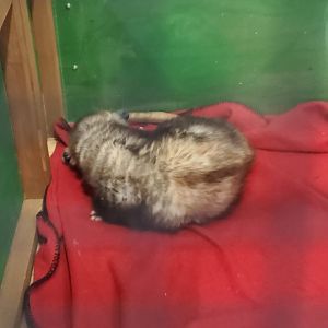 Okeeheelee Nature Center - Sleeping Opossum