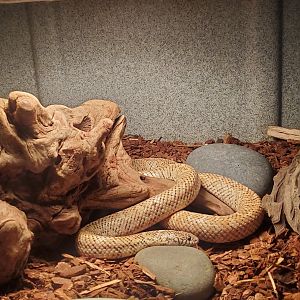 Okeeheelee Nature Center - Florida King Snake