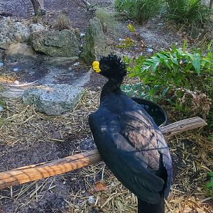 The Wonder Gardens - Great Curassow