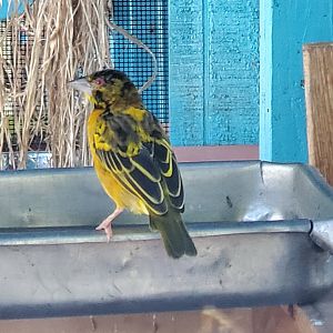 The Wonder Gardens - Village Weaver